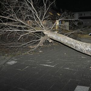 栃木県内各地で強風 佐野では倒木も 日光市に大雪警報、12日は北部などで大雪か