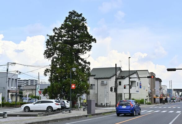 ＪＲ西那須野駅近くの市街地に立つ一本杉