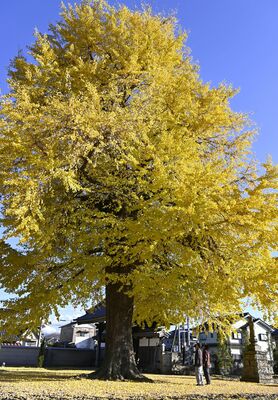 普門寺の境内に立つイチョウ