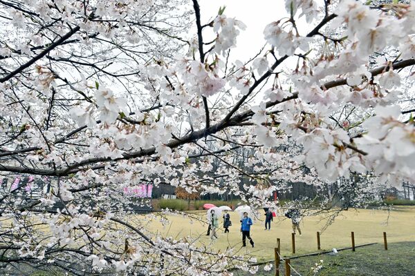 満開を迎え、雨の中でしっとりと咲く淡墨桜＝26日午前11時、下野市国分寺