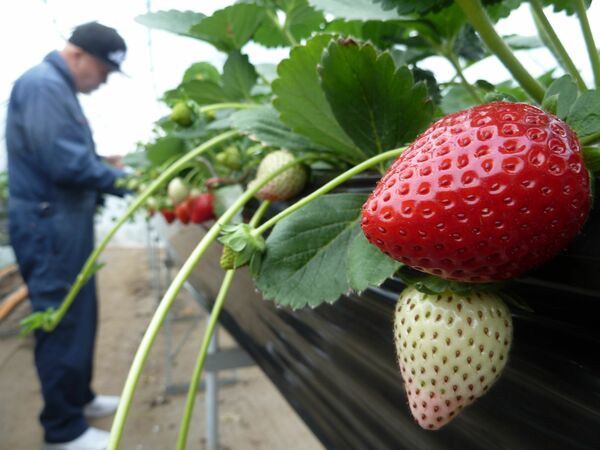 抽選倍率３倍超えの人気 真岡の オンラインいちご狩り 地域の話題 下野新聞 Soon ニュース 下野新聞 Soon スーン