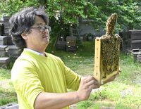 柿の花の蜂蜜、採取始まる　栃木県塩谷町