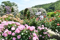 あしかがフラワーパークでバラ2500株見頃　園内に漂う甘い香り　26日…