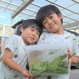 栃木の小学１年生がアオマダラタマムシ捕獲　県博「県内で見つけるの難しい」