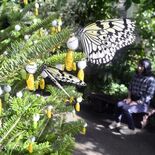 黄金のサナギツリー、チョウ舞い神秘的な雰囲気に 28日まで真岡・井頭公…