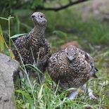 ライチョウ２羽、中央アルプスへ移送　那須どうぶつ王国　野生復帰へ門出