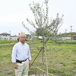佐野をオリーブ産地に 農業委員ら協議会設立へ 健康志向で需要拡大、幅広…