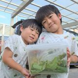 栃木の小学１年生がアオマダラタマムシ捕獲　県博「県内で見つけるの難しい」