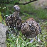 ライチョウ２羽、中央アルプスへ移送　那須どうぶつ王国　野生復帰へ門出