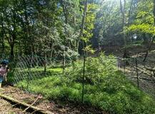 シカ食害、防除柵の効果を検証