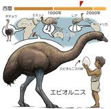 ゾウのような巨大鳥