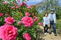 あしかがフラワーパークで秋バラ見頃