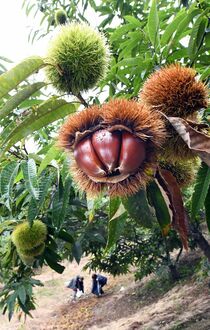 クリの収穫始まる 那須烏山