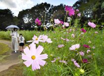 コスモス咲き始める 壬生 わんぱく公園