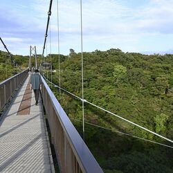 異例の暑さ、紅葉にも影響　栃木県内名所の見頃に遅れ見込み　一部では落葉の異変