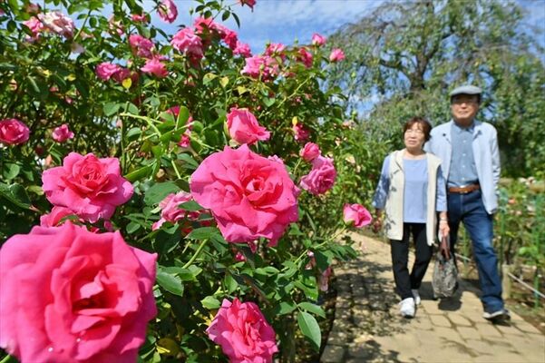 青空の下、園内を鮮やかに彩る秋バラ＝５日午前11時55分、足利市迫間町