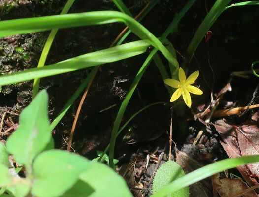 黄色の花を付けたコキンバイザサ（星直斗氏撮影）