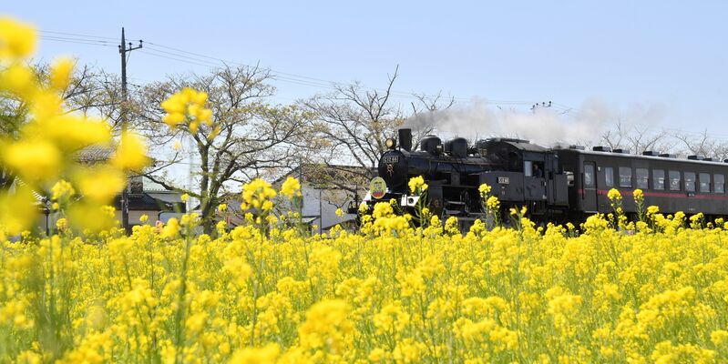 菜の花畑のそばを走り抜けるＳＬ＝2021年４月