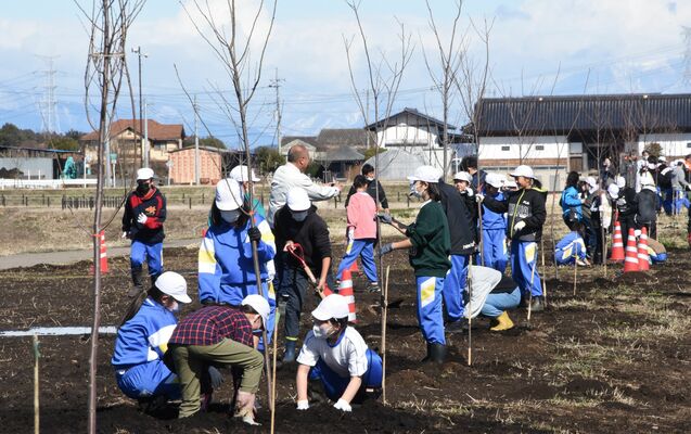 桜を植樹する芳賀北小児童
