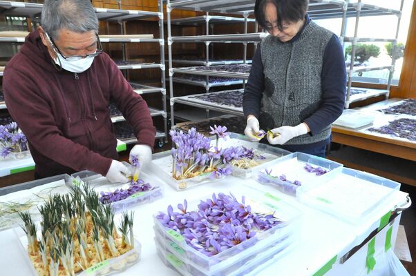 サフランの花を摘み、雌しべを取り分ける作業を進める従業員たち