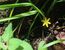 黄色の花を付けたコキンバイザサ（星直斗氏撮影）