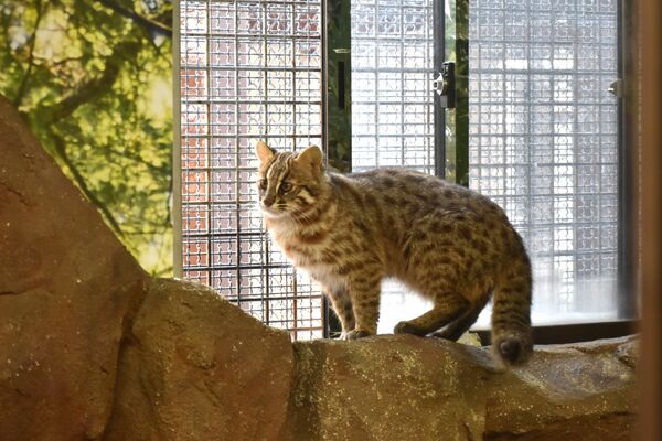 公開されるツシマヤマネコの雄「かりお」