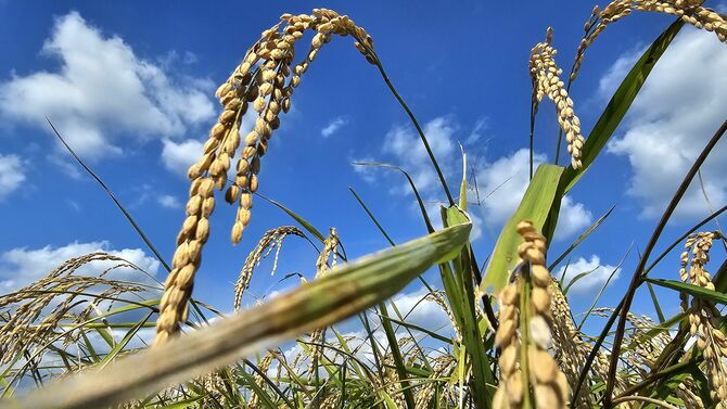 実りを迎えたせんきんの有機原料米「亀の尾」＝塩谷町（すぎやま農場提供）
