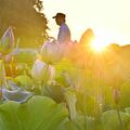 朝日浴び輝く大輪 つがの里でハスの花が見頃