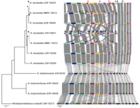 【東京農業大学(共同研究)】油糧酵母ロドトルラ属の全ゲノム解析から実験…