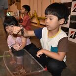 カブトムシさわれたよ　那須塩原で園児招き見学会　怖がりつつも、笑顔で触…