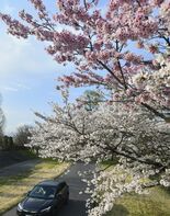 ソメイヨシノの枝先がピンクに　さくら市で珍現象