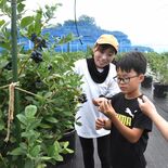 元市職員の北城さんがブルーベリー農園を開業　保健師から転身、民間の立場…