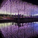 イルミの季節がやってきた　500万個の光と音楽　あしかがフラワーパーク…