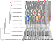 【東京農業大学(共同研究)】油糧酵母ロドトルラ属の全ゲノム解析から実験室下での染色体変異の蓄積を発見