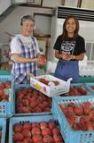 ＜85＞佐野フルーツライン　旬のモモ　とろける甘みと食感　雨風対策に工夫凝らす   
