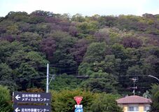 足利県立自然公園で樹木の枯死拡大　ナラ枯れが原因か