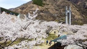 荒れ山彩る桜　日光・足尾の銅親水公園で桜満開【動画】