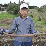 規格外のサイズにヤマイモと勘違い　茂木・澤村さんが全長80センチのサツマイモ掘り当…
