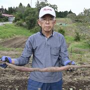 規格外のサイズにヤマイモと勘違い　茂木・澤村さんが全長80センチのサツマイモ掘り当…