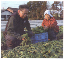 ＜ＪＡおやま＞ほうれんそう部会ちぢみほうれんそう部　甘さにこだわり新産地ＰＲ