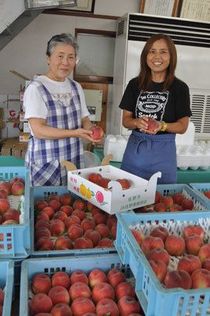 ＜85＞佐野フルーツライン　旬のモモ　とろける甘みと食感　雨風対策に工夫凝らす   