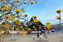 サンシュユ見頃、虫たち飛び交う　壬生