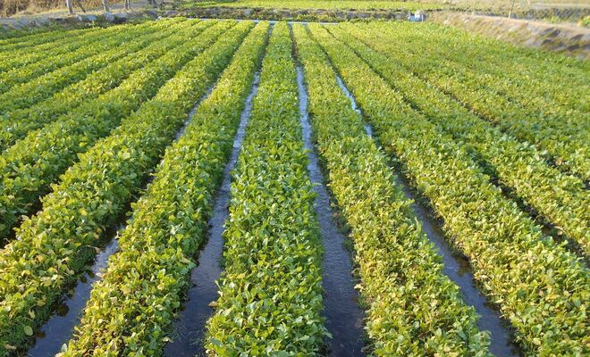 畝の間に水を流して栽培される野口菜（だいや体験館提供）