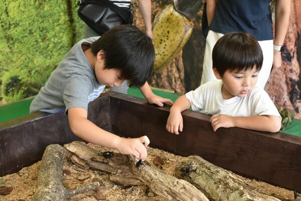 カブトムシやクワガタと触れ合う子どもたち