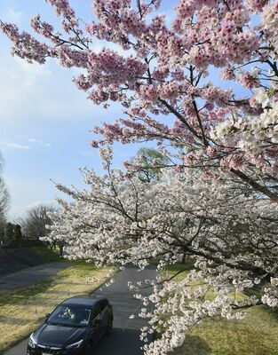 白とピンクの花が見られるソメイヨシノ