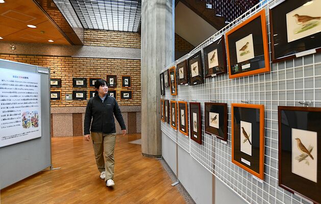 色とりどりの野鳥版画が展示されている日光自然博物館１階ギャラリー