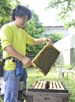 ミツバチをつぶさないよう素手で巣枠を取り上げる小野田さん