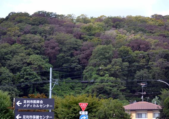 枯死した木が目立つ市役所近くの広葉樹林