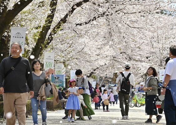 花びらが舞う桜並木に見入る大勢の行楽客＝13日午前10時50分、那須塩原市千本松