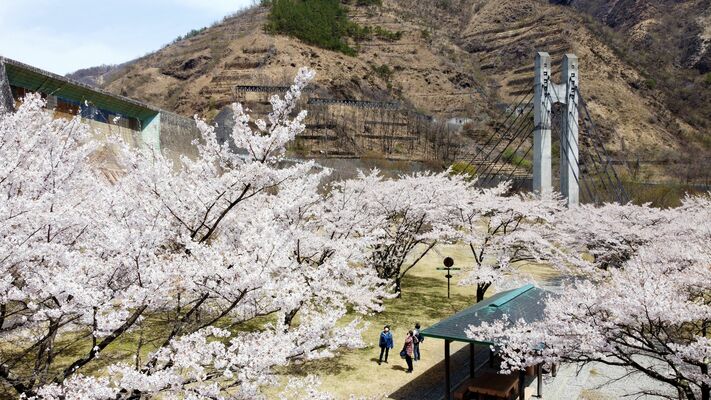 かつての足尾銅山の煙害で荒れた山肌を彩る銅親水公園の桜＝11日午前11時25分、日光市足尾町、ドローンから